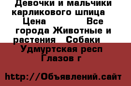 Девочки и мальчики карликового шпица  › Цена ­ 20 000 - Все города Животные и растения » Собаки   . Удмуртская респ.,Глазов г.